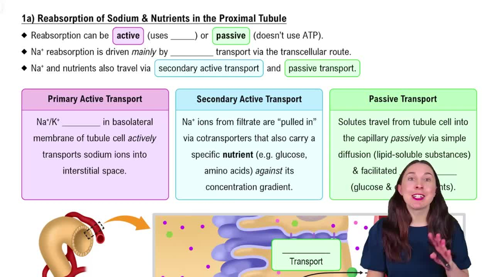 1a) Reabsorption of Sodium & Nutrients in the Proximal Tubule