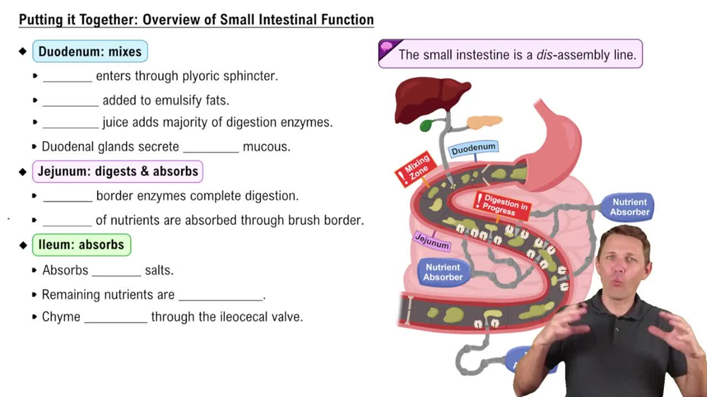 Putting it Together: Overview of Small Intestinal Function