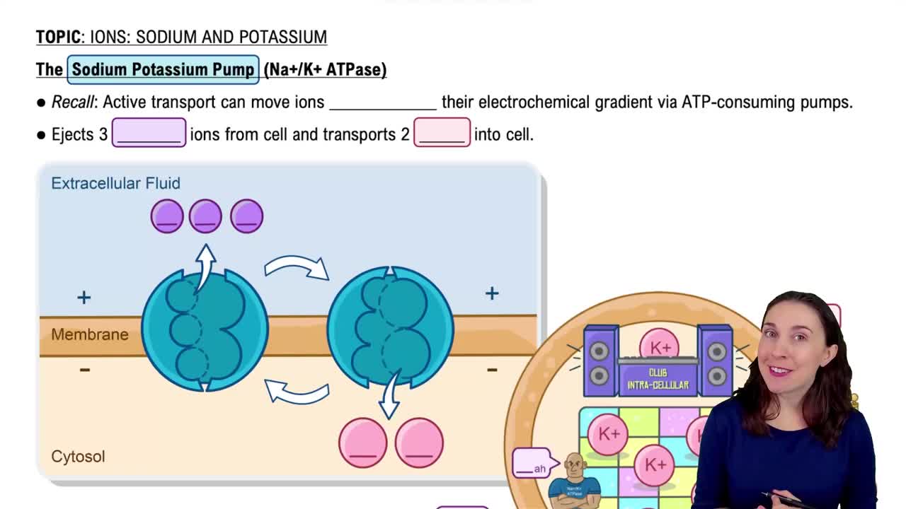 The Sodium Potassium Pump