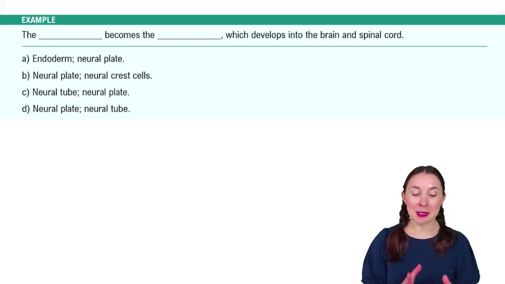 Embryonic Development (Weeks 3-8) Example 4