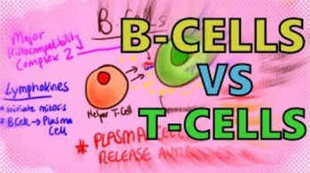 B Cells vs T Cells | B Lymphocytes vs T Lymphocytes - Adaptive Immunity - Mechanism