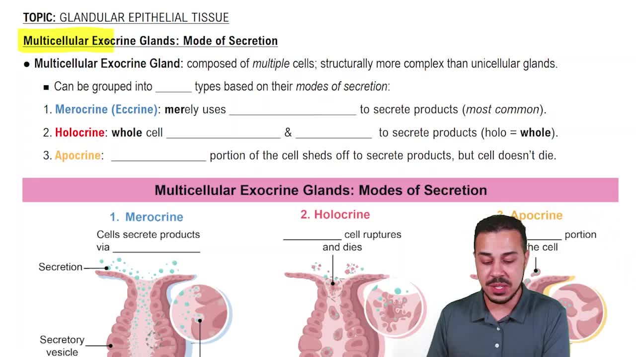 Modes of Secretion: Merocrine, Holocrine & Apocrine
