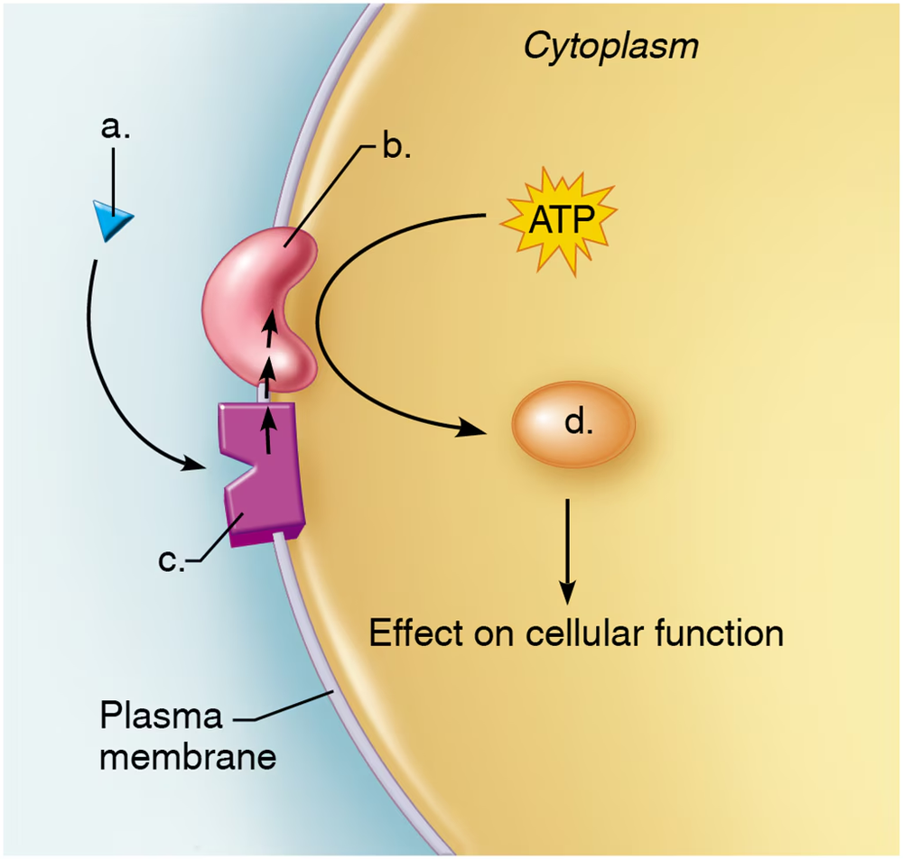 Diagram illustrating hormone signaling pathways, showing first and second messengers affecting cellular function.