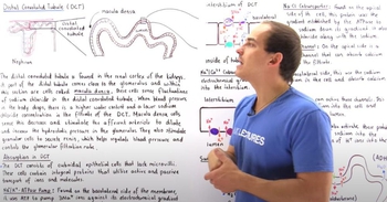 Distal Convoluted Tubule