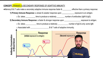 Primary and Secondary Response of Adaptive Immunity