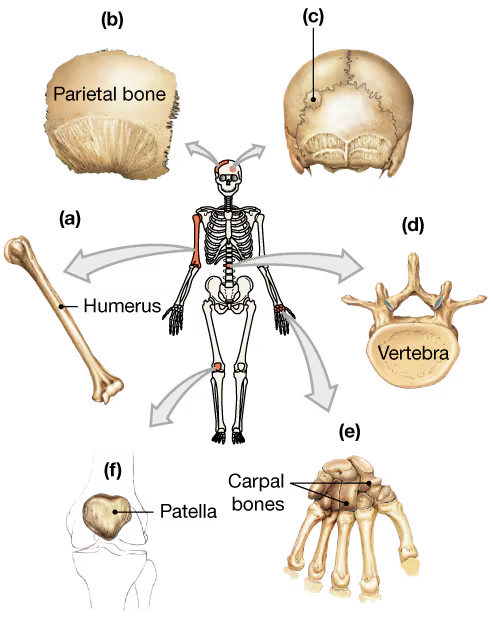 Diagram of various bone types, including parietal bone, vertebra, and a skeleton, illustrating bone classification.