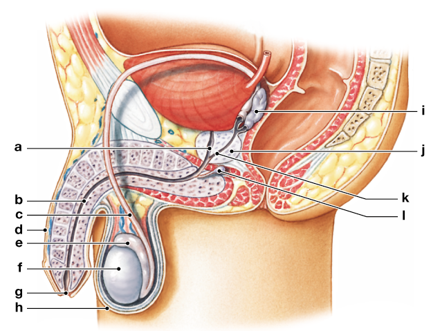 Diagram of the male reproductive system showing labeled internal and external anatomical structures.