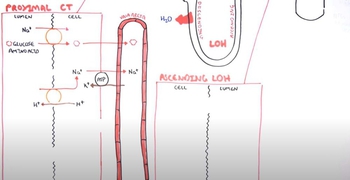 Nephrology - Physiology Reabsorption and Secretion