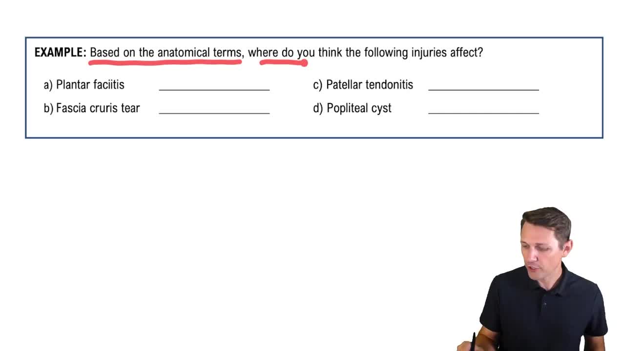 Anatomical Terms for the Leg and Foot Example 1