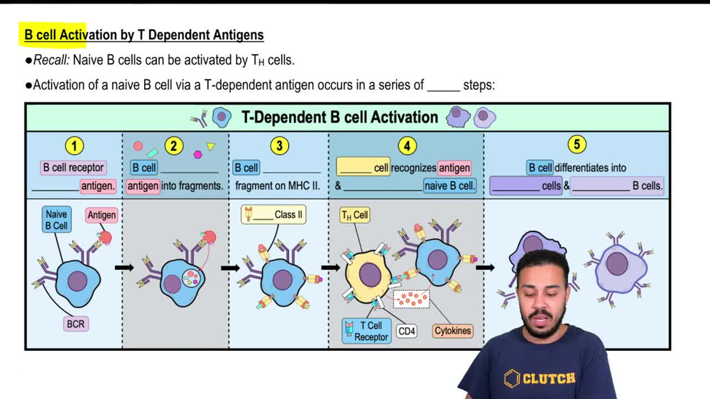 B cell Activation by T Dependent Antigens