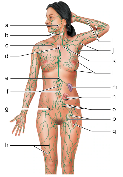 Diagram of a female body showing labeled lymphatic vessels and lymphoid organs throughout the head, neck, arms, torso, and legs.