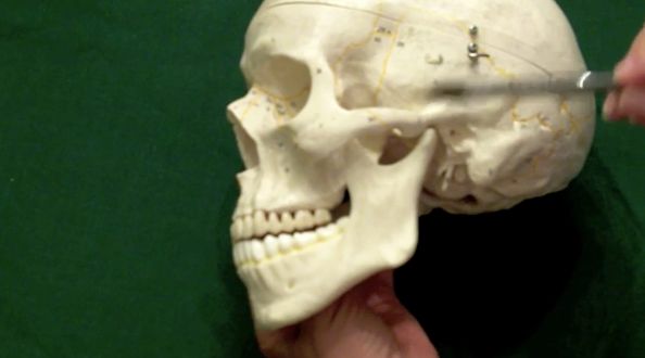 Temporomandibular Joint