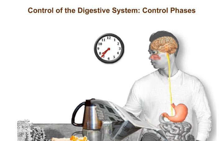 Control of the Digestive System