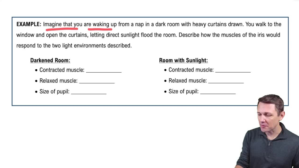 Vascular Layer of the Eyeball Example 2
