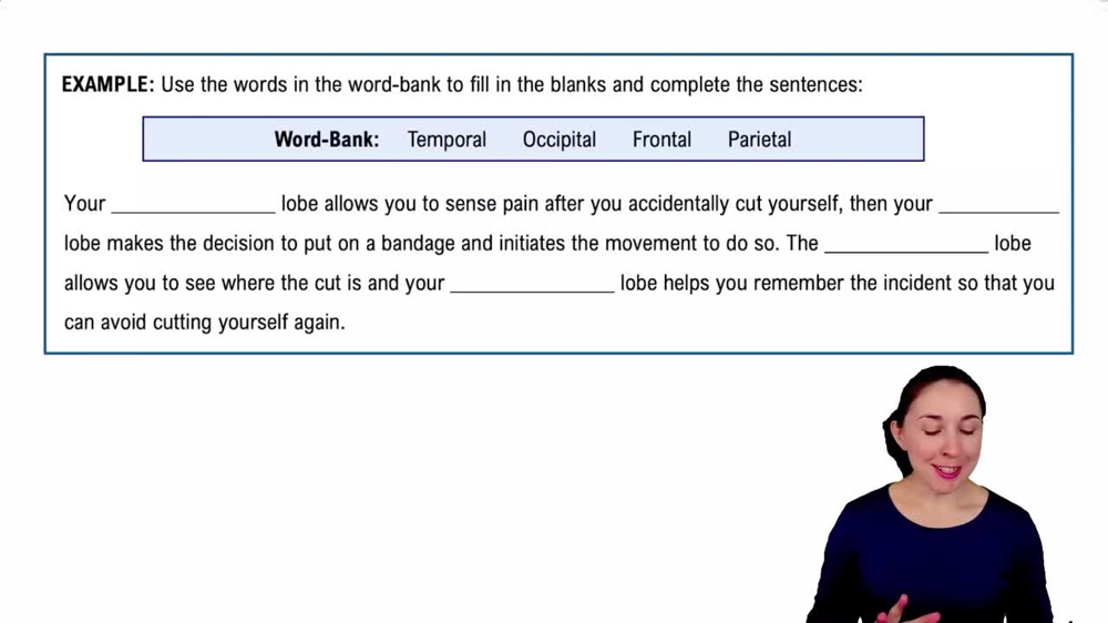 The Cerebrum Example 3