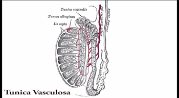 Testis and Epididymis 