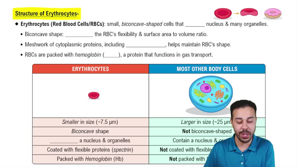 Structure of Erythrocytes