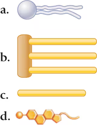 Illustration of four options labeled a, b, c, and d, depicting structures related to cell membranes and hormones.