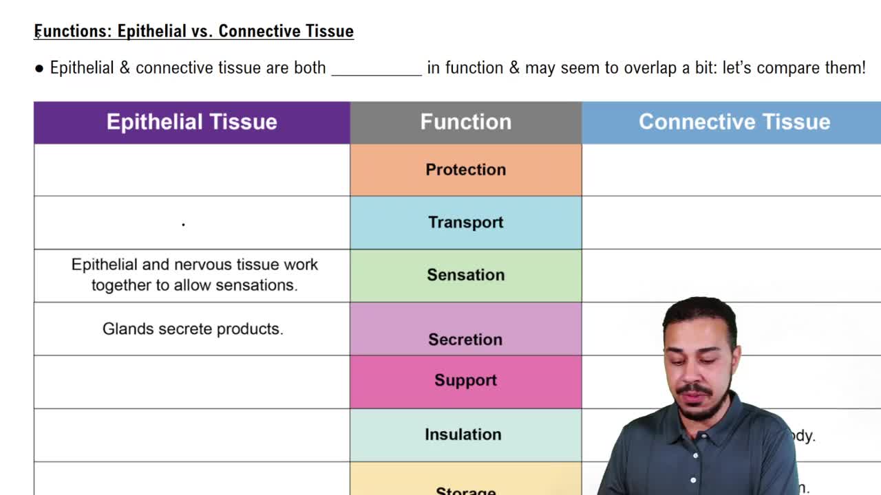 Functions: Epithelial vs. Connective Tissue