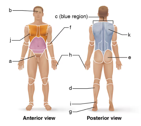 Front and back views of a human body with labeled anatomical regions for matching directional terms.