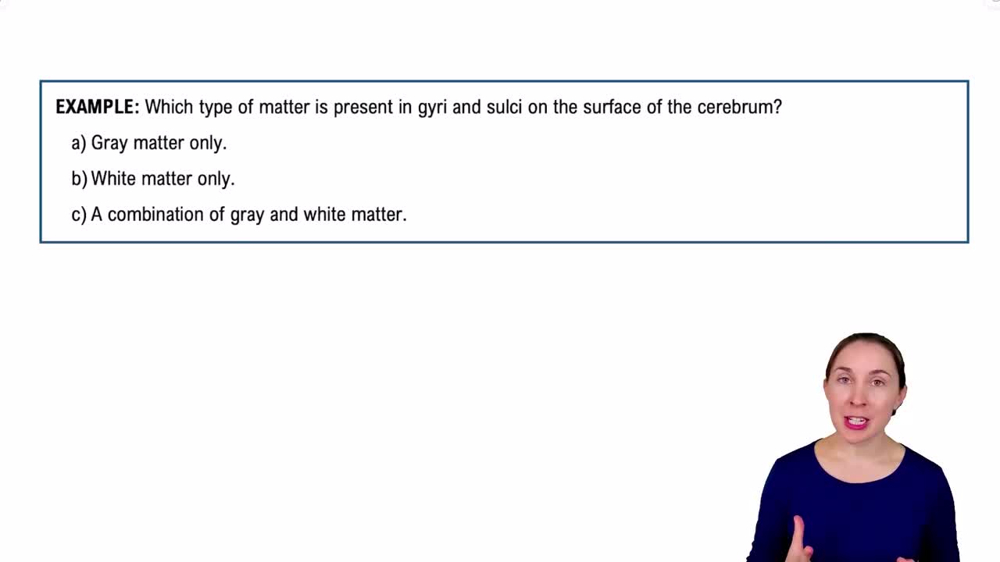 The Cerebrum Example 2