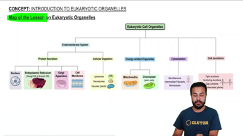 Map of the Lesson on Eukaryotic Organelles
