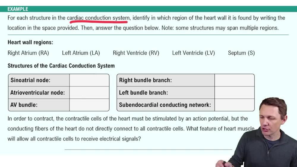 Electrical Conduction System of the Heart Example 1