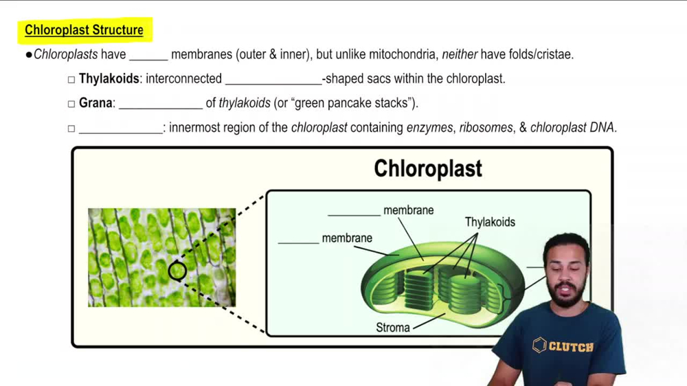Chloroplast Structure