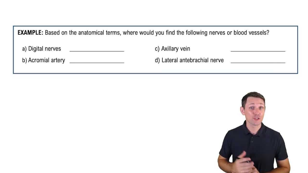 Anatomical Terms for the Arm and Hand Example 1