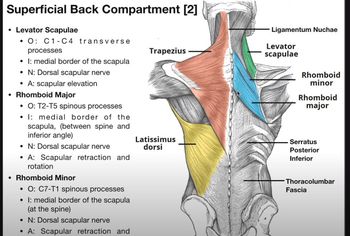 Superficial Back Muscles | Origins, Insertions, Actions, Etc