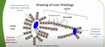 Normal Liver Histology
