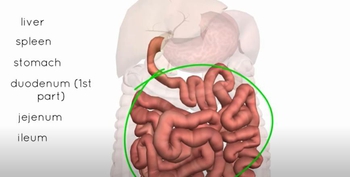 Peritoneal Cavity - Intraperitoneal and Retroperitoneal Organs 