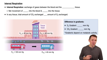 Internal Respiration