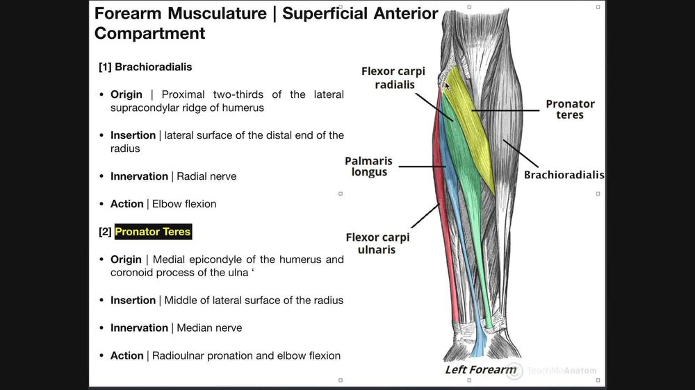 Anterior Forearm Muscles - Superficial Layer
