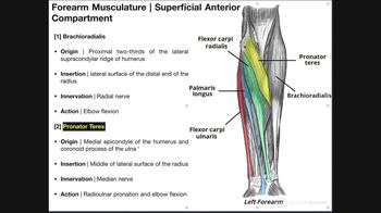 Anterior Forearm Muscles - Superficial Layer