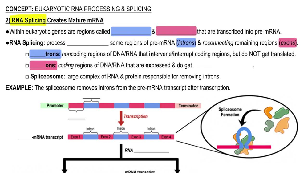2) RNA Splicing Creates Mature mRNA