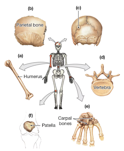 Diagram showing human bones labeled by shape: humerus, parietal bone, skull section, vertebra, carpal bones, and patella.