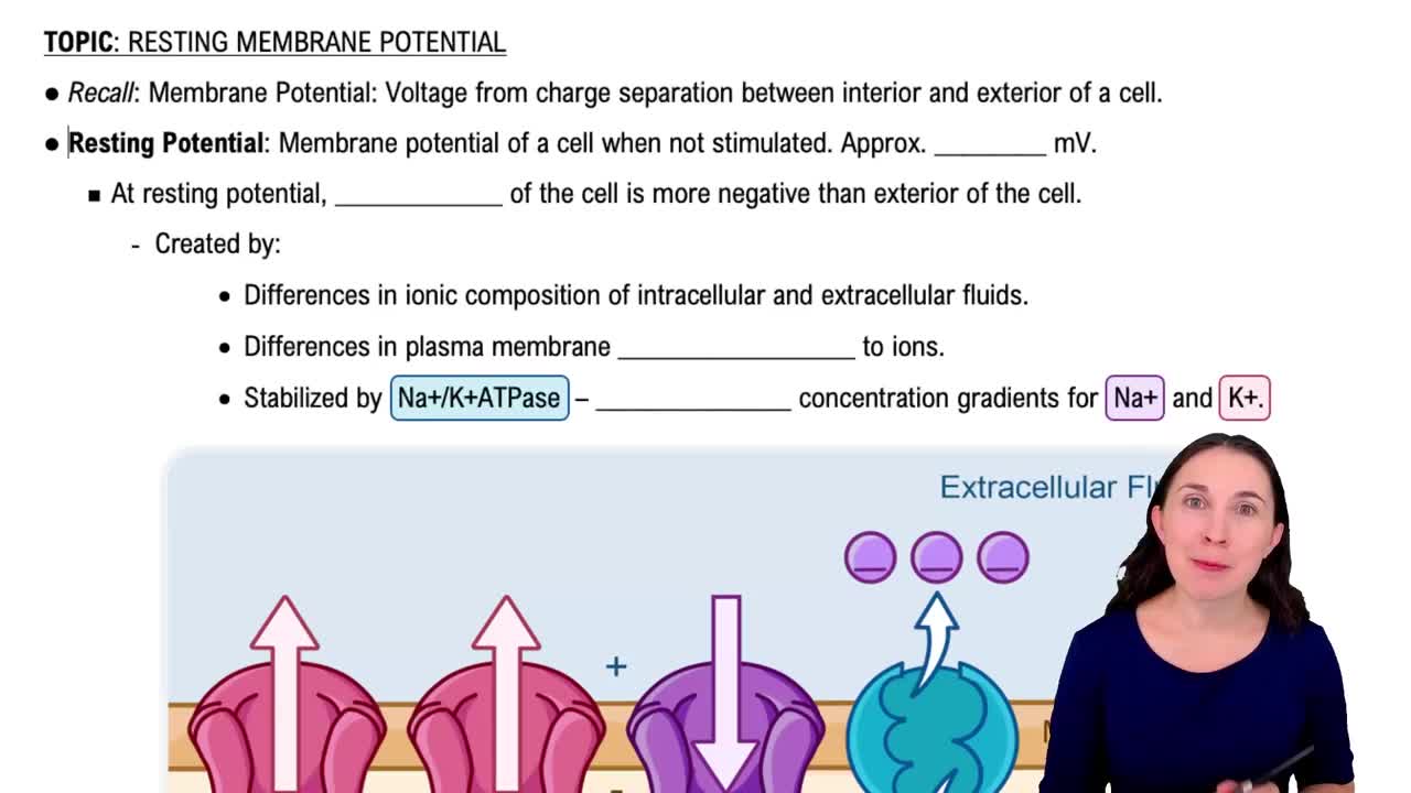 Resting Membrane Potential