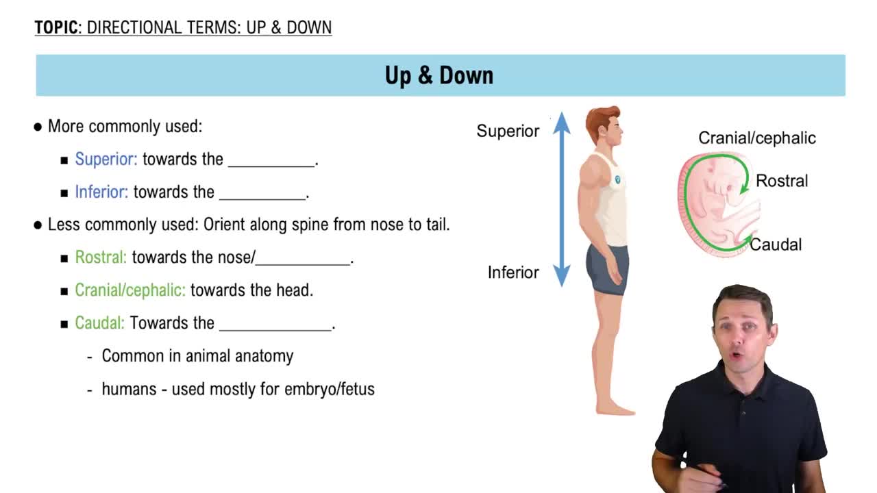 Superior and Inferior