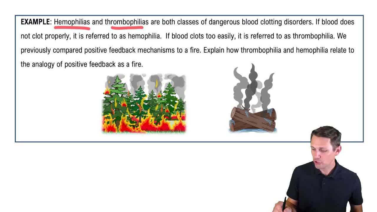 Feedback Loops: Positive Feedback Example 1