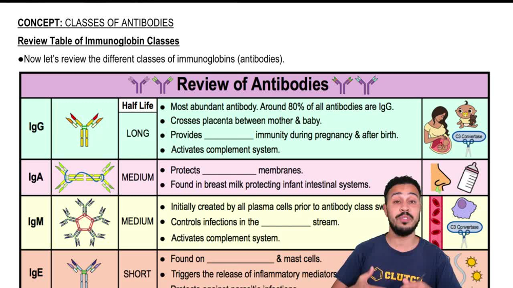 Review Table of Immunoglobin Classes