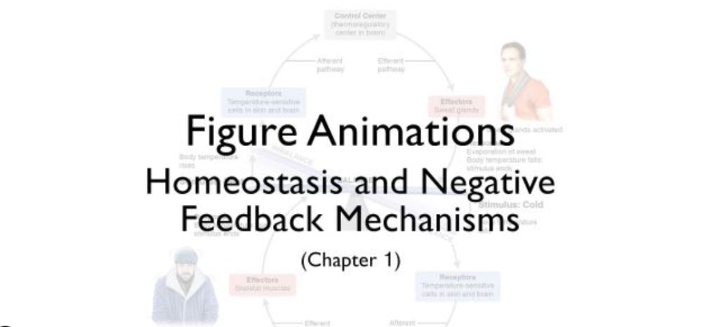 Homeostasis and Negative Feedback Mechanisms