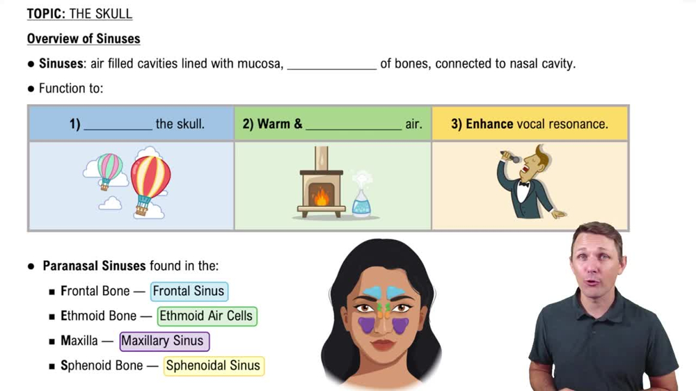 Overview of Sinuses