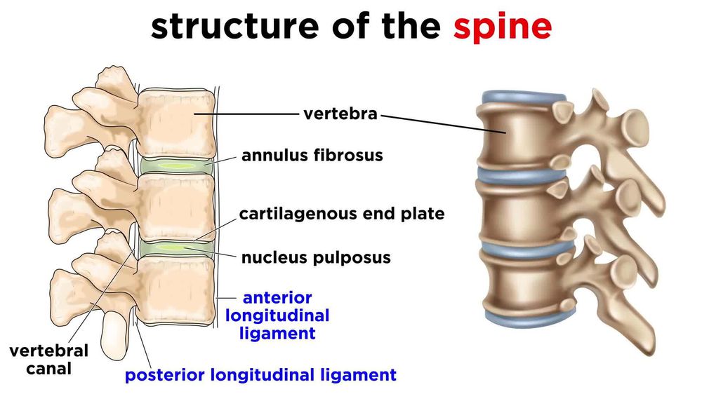 The Skeletal System