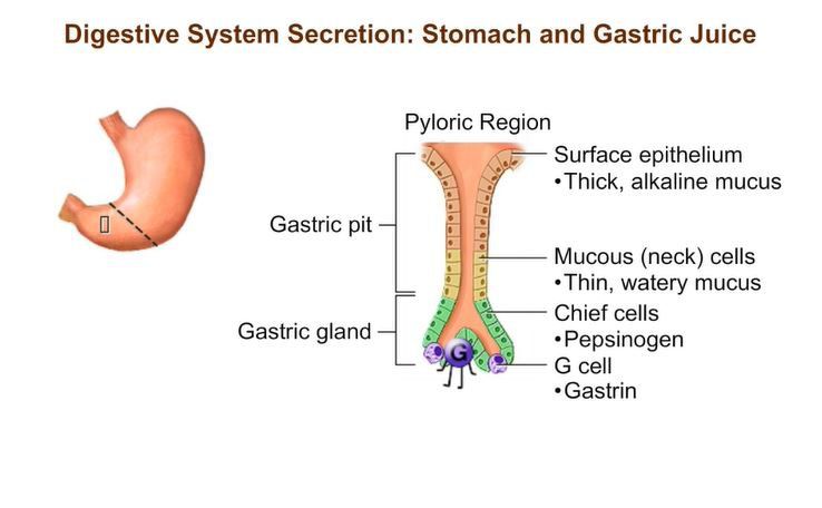 Digestive System Secretion