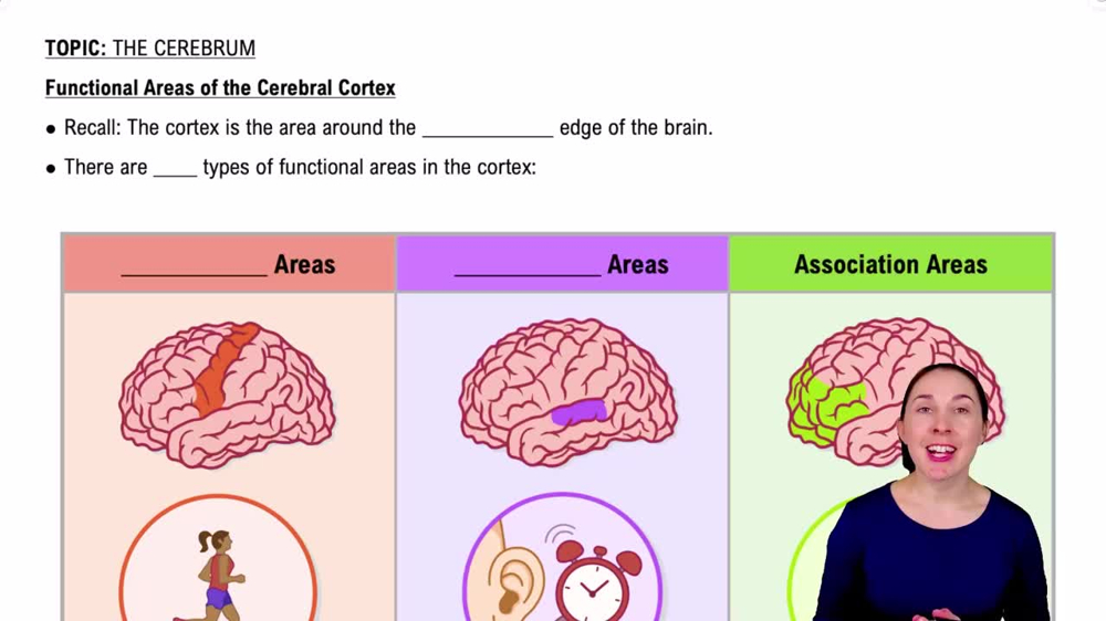 Functional Areas of the Cerebral Cortex