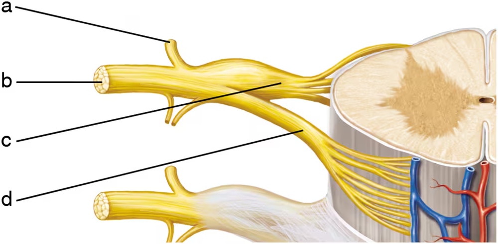 Illustration of nerve fibers labeled a, b, c, and d, highlighting those that contain only motor fibers.