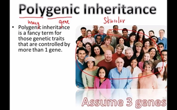 Polygenic Inheritance