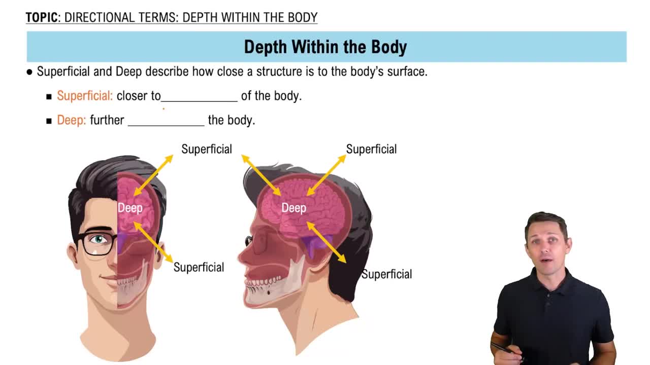 Superficial and Deep