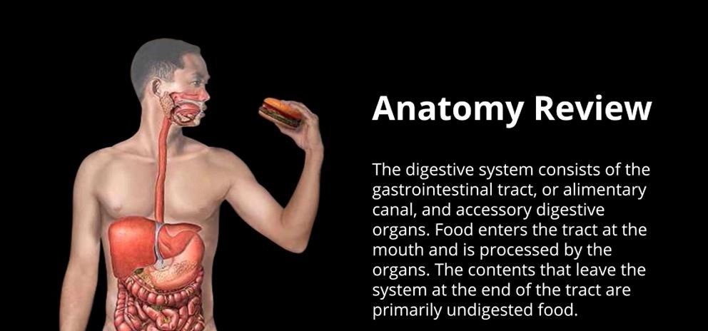 Anatomy Review Digestive 